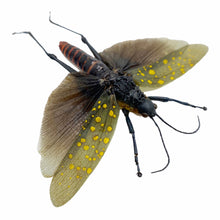 Northern Spotted Grasshopper (Aularches punctatus) (Spread) (M) - TaxidermyArtistry