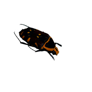 Orange and Black Spotted Scarab Beetle (Euchroea aurostellata) - TaxidermyArtistry