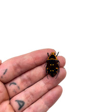 Orange and Black Spotted Scarab Beetle (Euchroea aurostellata) - TaxidermyArtistry