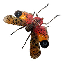 Orange Lantern Fly (Penthicodes pulchella) Bug - TaxidermyArtistry