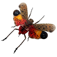 Orange Lantern Fly (Penthicodes pulchella) Bug - TaxidermyArtistry
