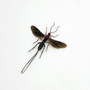 Parasitoid Wasp Braconidae sp 03 - TaxidermyArtistry