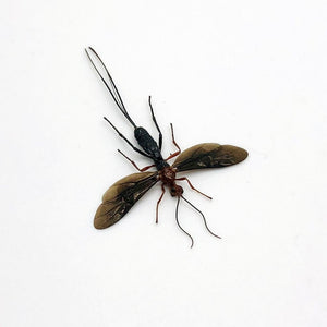 Parasitoid Wasp Braconidae sp 03 - TaxidermyArtistry
