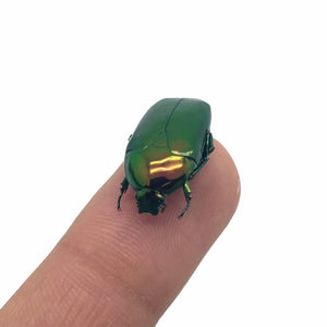 Poecilopharis curtisi Scarab Beetle Insect - TaxidermyArtistry