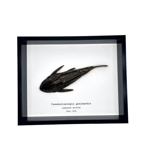 Pre-Historic Carachama Armored Catfish Frame (Pseudorinelepis genibarbis) - TaxidermyArtistry