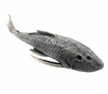Pre-Historic Carachama Armored Catfish (Pseudorinelepis genibarbis) Peru - TaxidermyArtistry