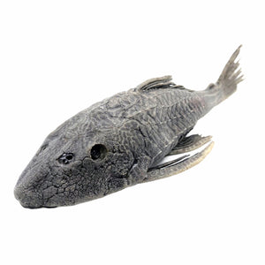 Pre-Historic Carachama Armored Catfish (Pseudorinelepis genibarbis) Peru - TaxidermyArtistry