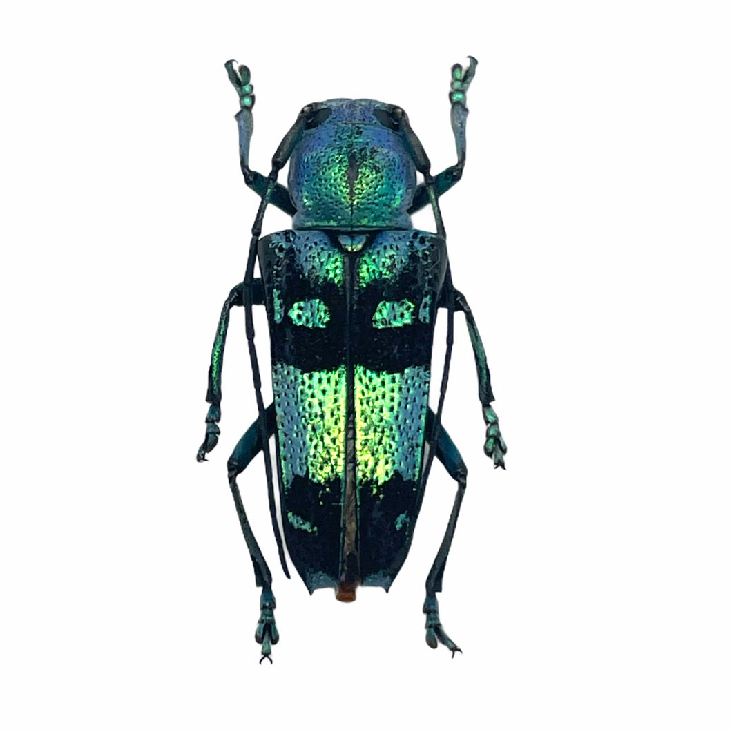 Pretty Longhorned Beetle, (Glenea celestis) - TaxidermyArtistry