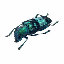 Pretty Longhorned Beetle, (Glenea celestis) - TaxidermyArtistry