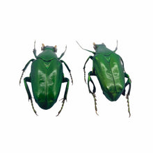 (Pseudochalcothea planiuscula) (PAIR) Scarab Beetles Insect - TaxidermyArtistry