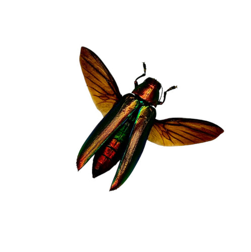 Rainbow Chromatic Beetle (Chrysochroa aurora) Spread - TaxidermyArtistry