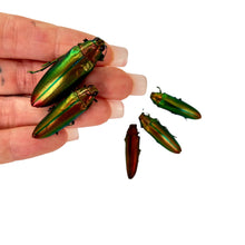 Rainbow Chromatic Beetles SET x5 (Chrysochroa aurora) - TaxidermyArtistry