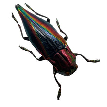 Rainbow Jewel Beetle (Cyphogastra javanica) - TaxidermyArtistry
