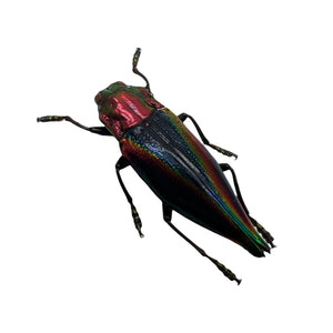 Rainbow Jewel Beetle (Cyphogastra javanica) - TaxidermyArtistry