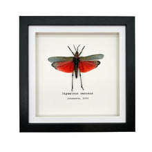 Rainbow Milkweed Locust Frame (Phymateus saxosus) - TaxidermyArtistry