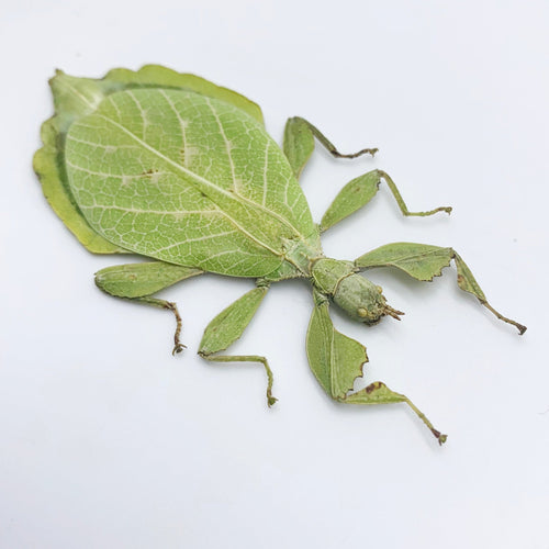 Rare Green Gray's Leaf Insect Phyllium jacobsoni (F) - TaxidermyArtistry