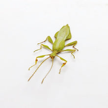 Rare Green Gray's Leaf Insect Phyllium jacobsoni (M) - TaxidermyArtistry