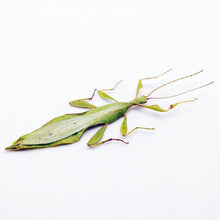 Rare Green Gray's Leaf Insect Phyllium jacobsoni (M) - TaxidermyArtistry