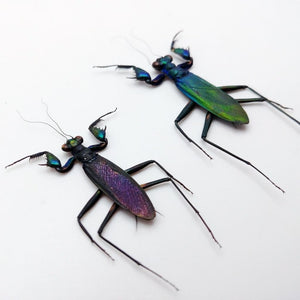 Rare Metallic Praying Mantis (Metallyticus Splendidus) (Pair) - TaxidermyArtistry