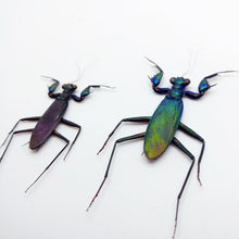 Rare Metallic Praying Mantis (Metallyticus Splendidus) (Pair) - TaxidermyArtistry