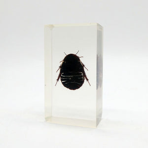 Real Insects Taxidermy Bugs Paperweight in Acrylic Block - TaxidermyArtistry