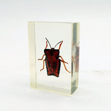 Real Insects Taxidermy Bugs Paperweight in Acrylic Block - TaxidermyArtistry