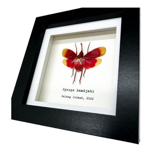 Red and Yellow Snout Nose Lantern Fly Frame (Pyrops hamdjahi) - TaxidermyArtistry