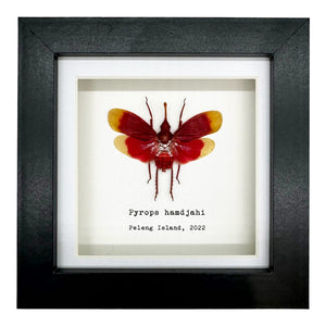 Red and Yellow Snout Nose Lantern Fly Frame (Pyrops hamdjahi) - TaxidermyArtistry