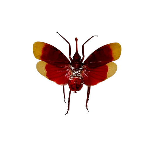 Red and Yellow Snout Nose Lantern Fly (Pyrops hamdjahi) - TaxidermyArtistry