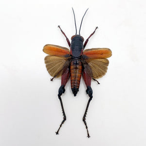 Red Banded Cricket (Phalaca Grylloides Rufovittata) (Spread) - TaxidermyArtistry