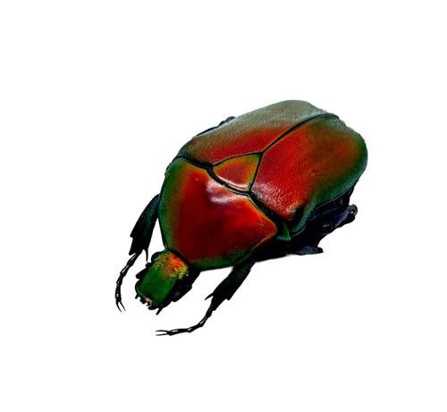 Red Flower Scarab Beetle (Torynorrhina flammea) - TaxidermyArtistry