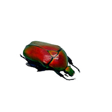 Red Flower Scarab Beetle (Torynorrhina flammea) - TaxidermyArtistry