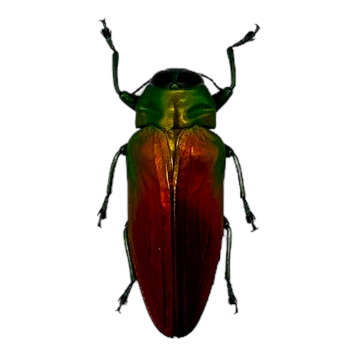 Red Green Metallic Jewel Beetle (Belionota sumptuosa) - TaxidermyArtistry