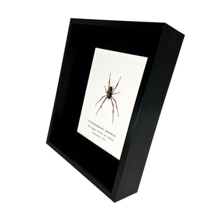 Red-Legged Golden Orb-Weaver Spider Frame (Trichonephila inaurata) - TaxidermyArtistry