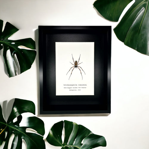 Red-Legged Golden Orb-Weaver Spider Frame (Trichonephila inaurata) - TaxidermyArtistry