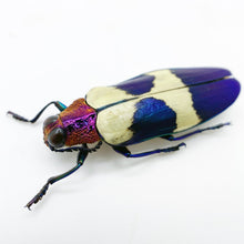 Red Speckled Jewel Beetle (Chrysochroa buqueti rugicollis) Insect - TaxidermyArtistry