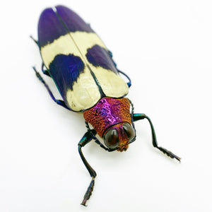 Red Speckled Jewel Beetle (Chrysochroa buqueti rugicollis) Insect - TaxidermyArtistry