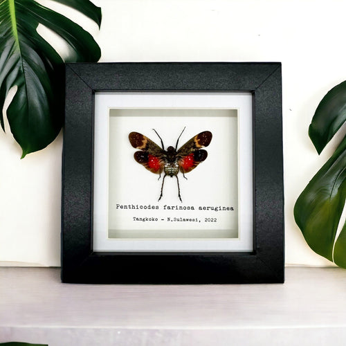 Red Spotted Lantern Fly Frame (Penthicodes farinosa aeruginea) - TaxidermyArtistry