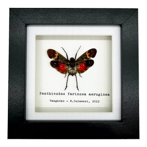 Red Spotted Lantern Fly Frame (Penthicodes farinosa aeruginea) - TaxidermyArtistry