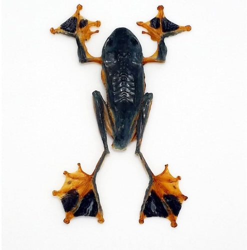 Rhacophorus Reinwardtii Flying Frog - TaxidermyArtistry