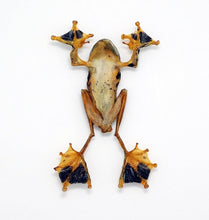Rhacophorus Reinwardtii Flying Frog - TaxidermyArtistry