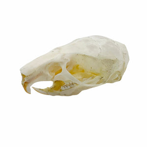 Ricefield Rat Skull Rattus argentiventer - TaxidermyArtistry