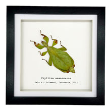 Rusty Green Leaf Insect Frame (Phyllium mamasaense) - TaxidermyArtistry