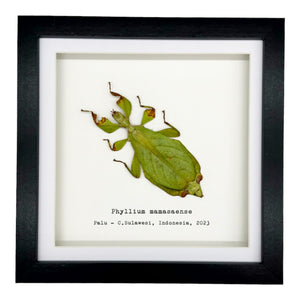 Rusty Green Leaf Insect Frame (Phyllium mamasaense) - TaxidermyArtistry