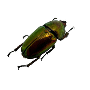 Saw Tooth Green Stag Beetle (lamprima adolphinae) (FEMALE) - TaxidermyArtistry