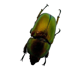 Saw Tooth Green Stag Beetle (lamprima adolphinae) (FEMALE) - TaxidermyArtistry