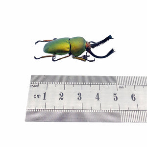 Saw Tooth Green Stag Beetle (lamprima adolphinae) (MALE) - TaxidermyArtistry