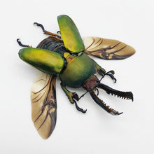 Saw Tooth Green Stag Beetle (lamprima adolphinae) (SPREAD) (LARGE) - TaxidermyArtistry