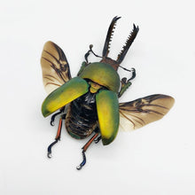Saw Tooth Green Stag Beetle (lamprima adolphinae) (SPREAD) (LARGE) - TaxidermyArtistry