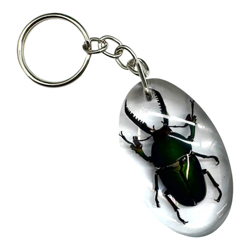 Saw Tooth Green Stag Beetle Resin Keyring (Lamprima adolphinae) - TaxidermyArtistry